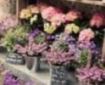 French Market Floral